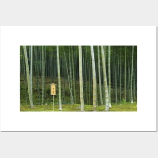 Bamboo Forest Panorama - Japan Posters and Art